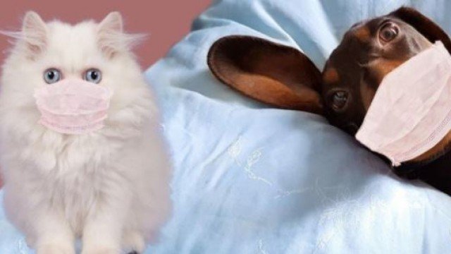 এবার কুকুর-বিড়ালের করোনা পরীক্ষা